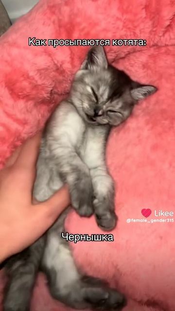 Like_7522773810163840422.mp4 смотреть онлайн