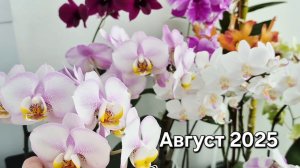 Цветение моих орхидей. Август 2025