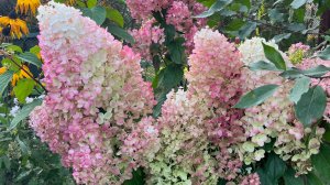 Как правильно обрезать куст гортензии чтобы он был красивый, а соцветия огромные