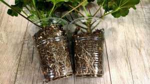 ЧЕРЕНКОВАНИЕ ГЕРАНИ ОСЕНЬЮ, 100 % рабочий метод, БАБУШКА НАУЧИЛА