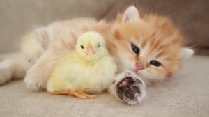 Самые милые котята мира 🐱✨