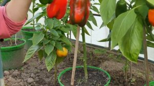 ПОПРОБОВАЛА ВЫРАСТИТЬ КРУПНОПЛОДНЫЕ ПЕРЦЫ…