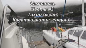 Камчатка с детьми. Часть #3. Тихий океан. Касатки, горбатые киты, сивучи