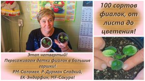 100 сортов фиалок, от листа до цветения! Этап четвертый! Пересаживаем детки фиалок в большие горшки!