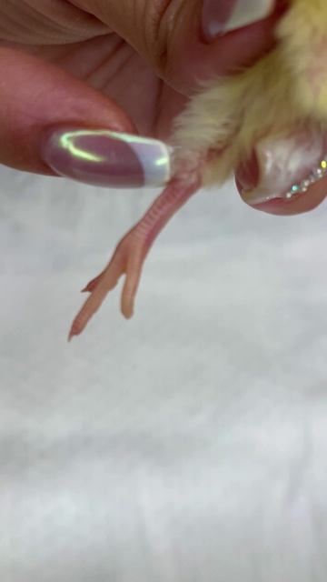 Частая проблема у перепелят - шпагат. Делюсь как исправить.