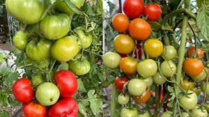 УРОЖАЙНЫЕ 6 сортов ТОМАТОВ! Не болеют, очень вкусные. Обзор сортов