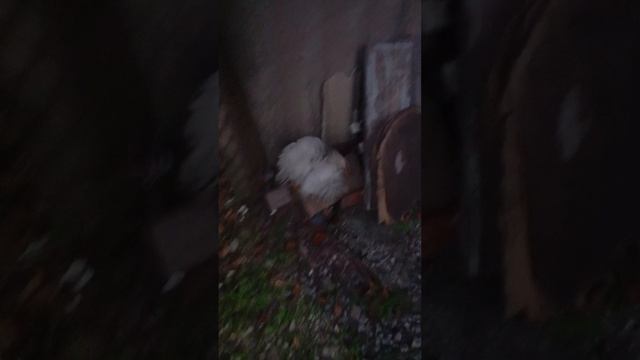 цыплёнок.mp4 смотреть онлайн