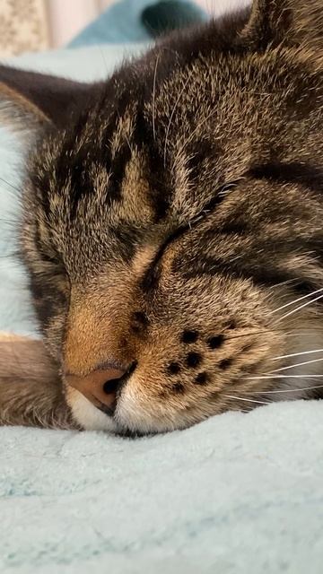 Котик спит и мурлыкает ☺️ / asmr смотреть онлайн