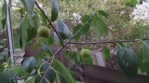 Готовим огород к зиме🌿Так хочется но пока нельзя🐔🐥собрали белый виноград🍇Дом в станице🏠