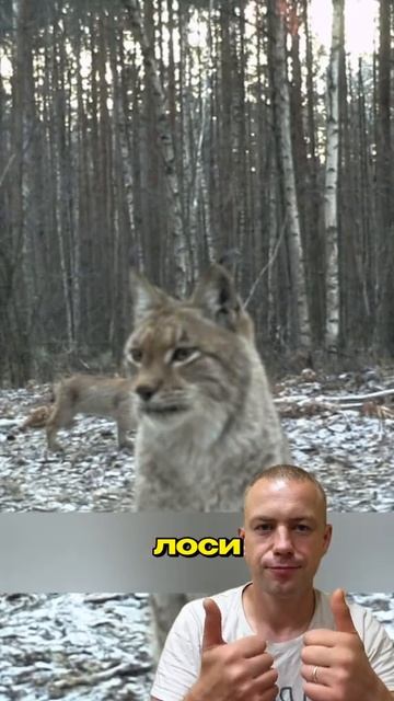 как выглядит Чернобыль в 2025 году