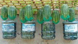 Если бы я знал этот секрет раньше, всей моей семье не пришлось бы покупать арбузы на рынке