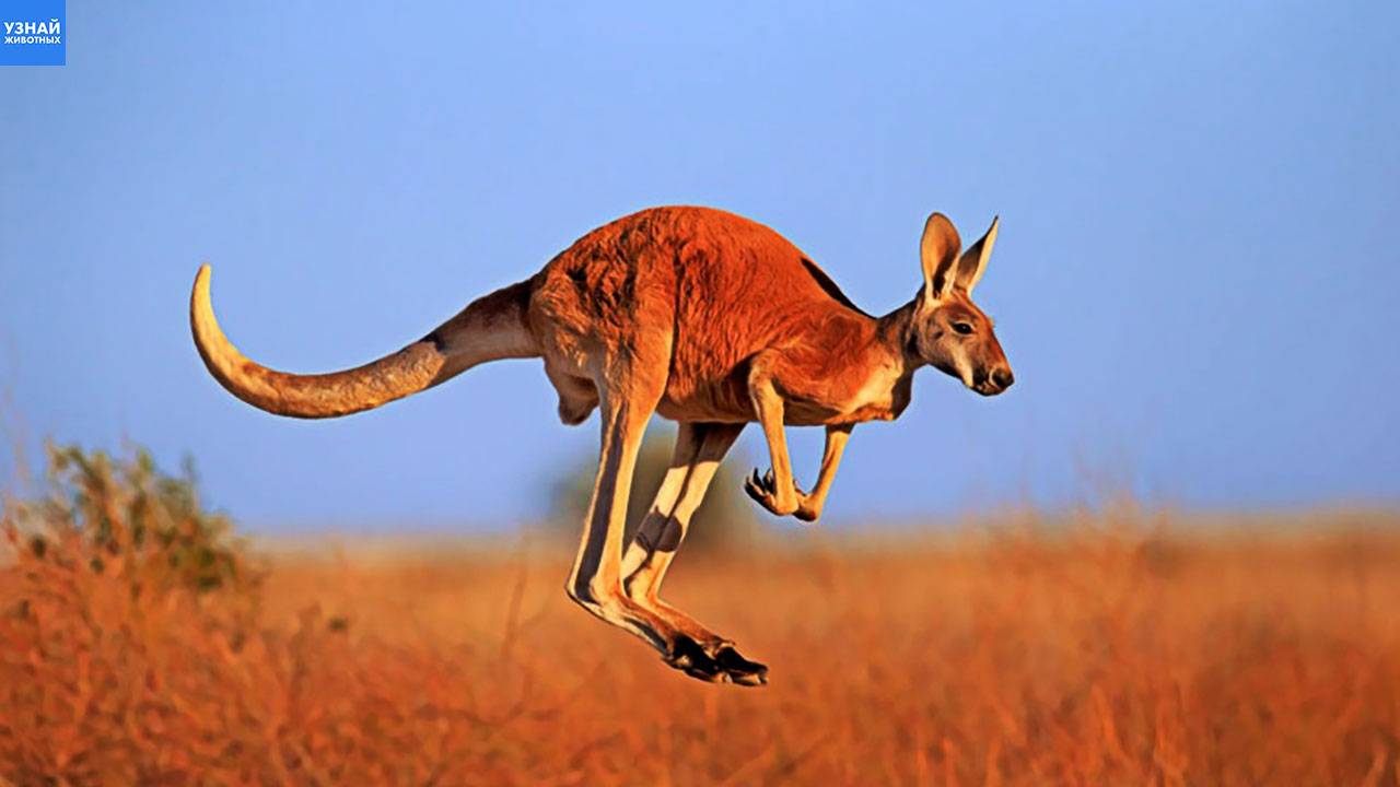 Как кенгуру регулируют свою скорость смотреть онлайн
