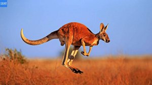 Как кенгуру регулируют свою скорость