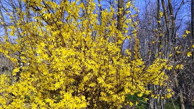 Красивое чтение Корана عبدالله الموسي смотреть онлайн