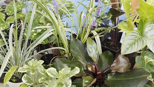 Выставка растений в Краснодаре. У нас это уже традиция 🙈🌺🌸☘️😊 смотреть онлайн