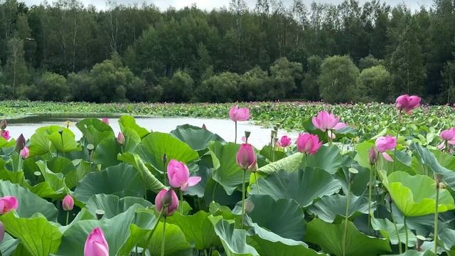 Мы такие, какими себя создаем смотреть онлайн