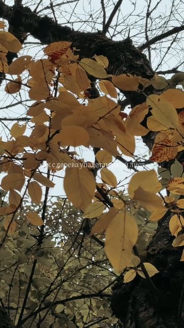 Осень приближается 🍁 смотреть онлайн