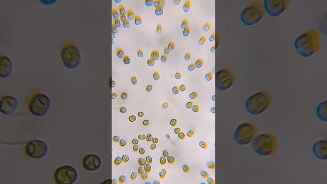 зелёная водичка