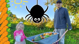 Гигантский ПАУК в Чебоксарах! Арбузы и дыни с огорода.