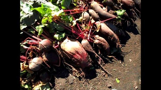 Урожай свеклы