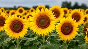 Бесплатная музыка. Reqder - подсолнухи