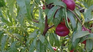 Нектарин Месембрина (Инжирный)