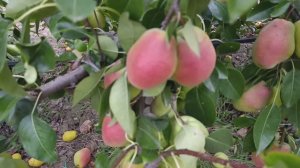 груша Киргизская Зимняя