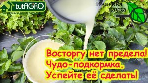 ЭТО СРЕДСТВО ВЗРЫВАЕТ УРОЖАЙ! Сезонная дармовая подкормка для всего: сделайте - не пожалеете!