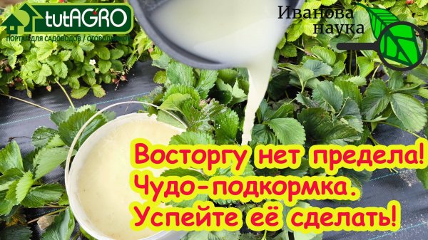 ЭТО СРЕДСТВО ВЗРЫВАЕТ УРОЖАЙ! Сезонная дармовая подкормка для всего: сделайте - не пожалеете!