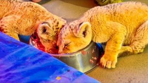 Милейшее видео, о том, как львята-карапузы ЕДЯТ С ОДНОЙ МИСКИ!