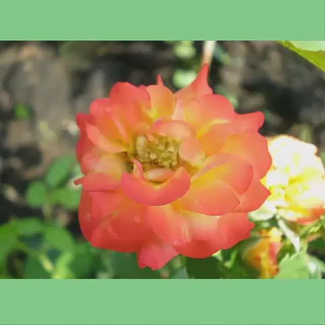 Музыка цветов смотреть онлайн