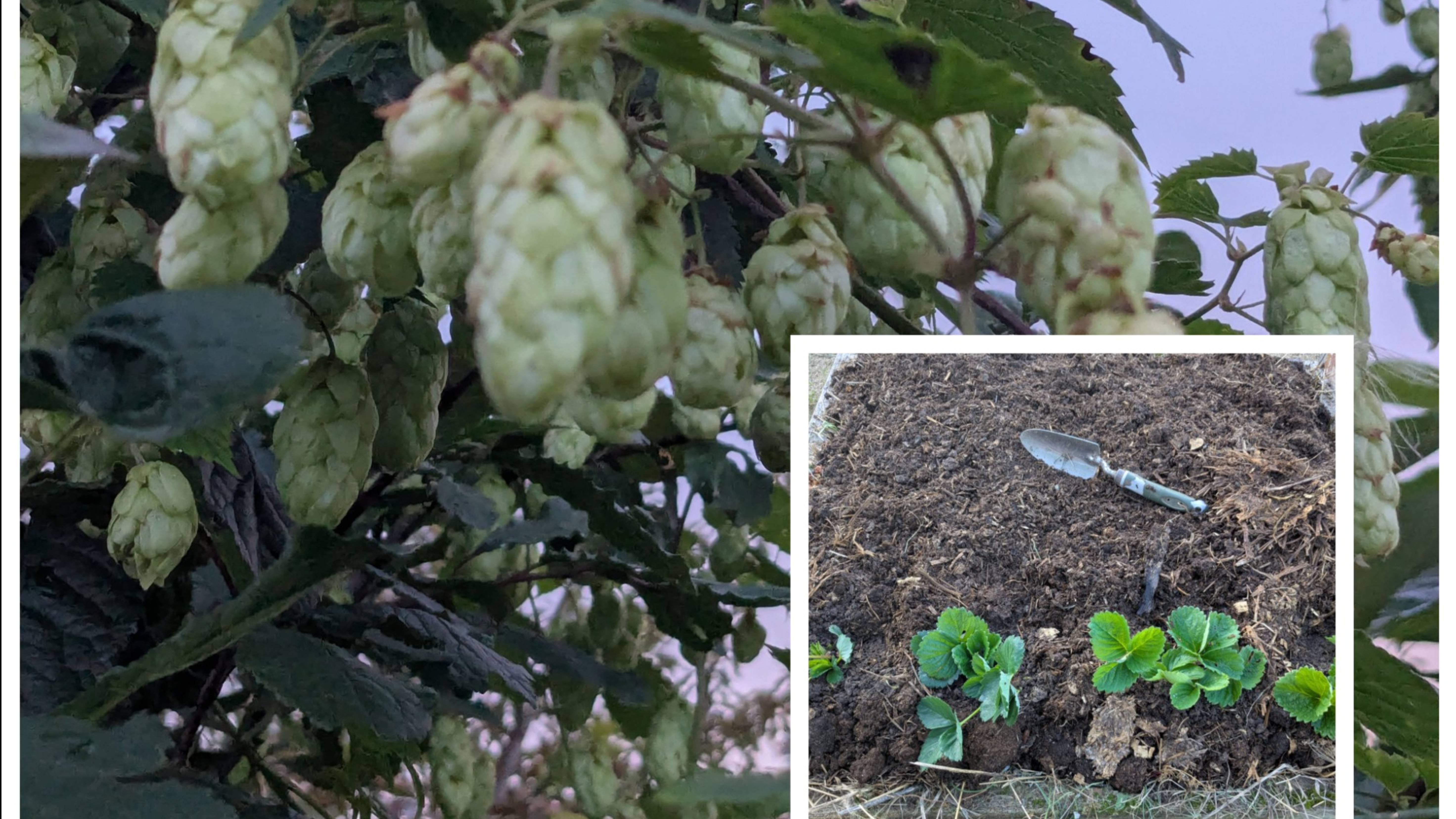 Создаю рассадник для клубники. Весной будут шикарные кустики. смотреть онлайн