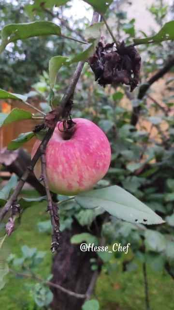 Может быть кто то знает, что это за сорт яблок? 🍎