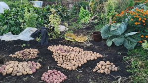 Огородные работы в сентябре перебираю картошку и собираю богатый урожай всего!