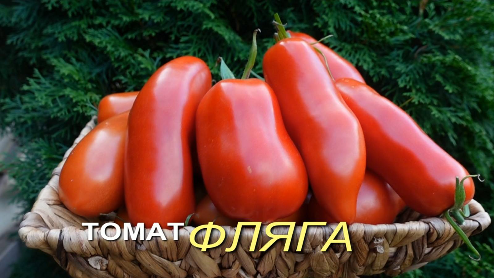 Томат ФЛЯГА (La Flappa). Обзор сортов ТОМАТОВ!