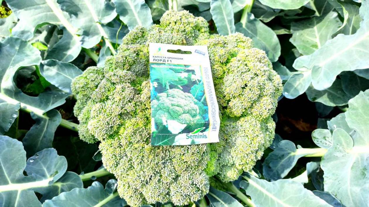 ЭТОТ ЛУЧШИЙ СОРТ КАПУСТЫ БРОККОЛИ ПЛОДОНОСИТ В ЛЮБУЮ ПОГОДУ! ВСЕГДА СОБИРАЮ УРОЖАЙ КАПУСТЫ ЯЩИКАМИ! смотреть онлайн