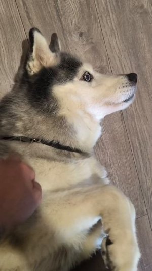 Налог на рожу