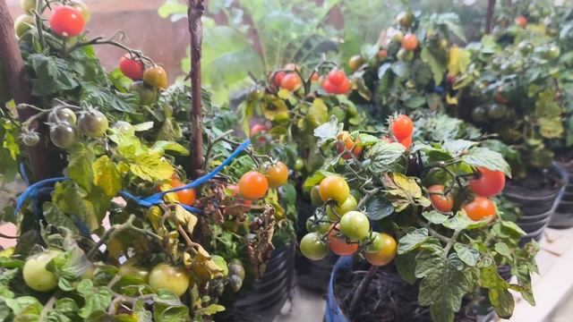 Помидоры смотреть онлайн