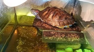 красноухая черепаха 🐢 утро 16-09-2025