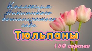 Коллекция Никитского ботанического сада. Тюльпаны. 150 сортов. Музыка С. Чекалина