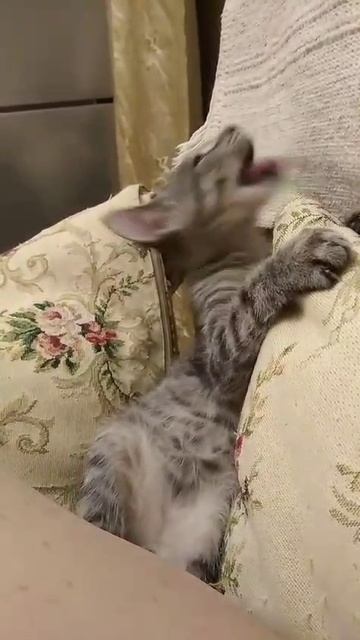 Я тигренок, а не киска... смотреть онлайн