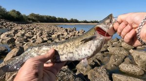 Рыбалка на сбросе Шапшугского водохранилища!