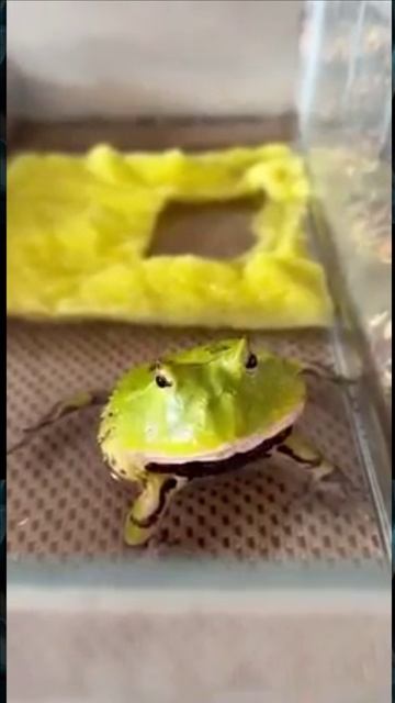 Лягушка красавица смотреть онлайн