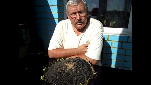 Если морковь рогатая