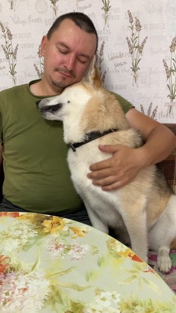 Кошки смеялись над Лис #хаски #щенок #собака #домашниеживотные #БрюликиЛиска #dog смотреть онлайн