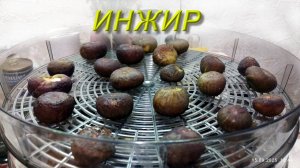 Как сушить инжир в сушилке