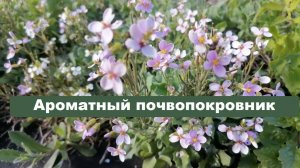 Арабис Альпийский - почвопокровник, ароматный, вечнозеленый, подходит для Сибири