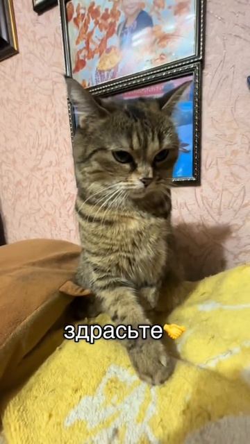здравствуйте смотреть онлайн