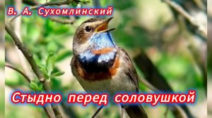 СТЫДНО ПЕРЕД СОЛОВУШКОЙ. В. А. Сухомлинский