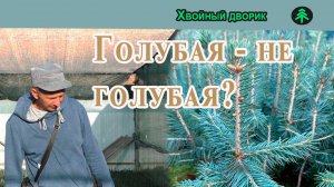 Почему ель голубая - не голубая, как это? Отправка оплаченных заказов.
